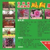 金葉榆,紅葉稠李,白蘭地,皇家雨點(diǎn),牡丹海棠,珠穆朗瑪