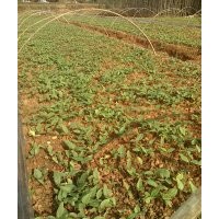 供應(yīng)紫玉蘭