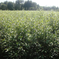 鄉(xiāng)土樹種、供應(yīng)杜英小苗、杜英小苗圖片、供應(yīng)信息