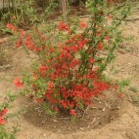 垂絲海棠便宜了