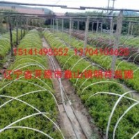 批發(fā)小苗；桃葉衛(wèi)矛、紅瑞木、丁香、水臘