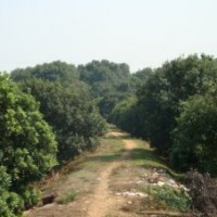 楊梅樹苗 楊梅芽苗