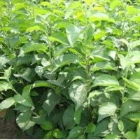 泰安蘋果苗 大量批發(fā)嫁接蘋果苗 高產(chǎn)量蘋果苗 現(xiàn)貨銷售蘋果小苗