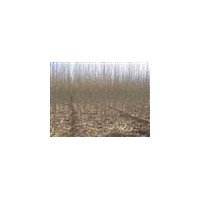 供應(yīng)楊樹苗2-3公分，3-4公分，5公分，6-10公分等