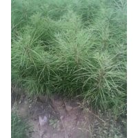 山西白皮松小苗繁育中心 專營(yíng)優(yōu)質(zhì)白皮松小苗