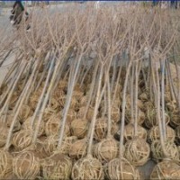 長期供應(yīng)櫻花苗 大量批發(fā)櫻花樹苗 優(yōu)質(zhì)綠化工程苗