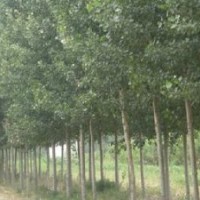 供應(yīng)紫葉李、毛白楊
