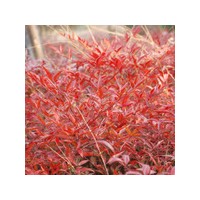 供應紅天竹，紅花繼木，紅葉石楠，金森女貞