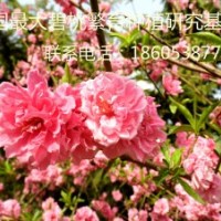 供應(yīng)碧桃 寒紅碧桃