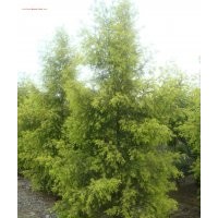 溫江小葉女貞，溫江8公分小葉女貞，金禾女貞，千層金，黃金香柳