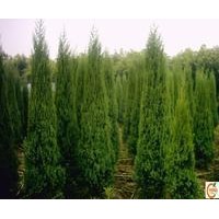 側(cè)柏 檜柏大小苗大量出售