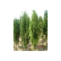 山西龍柏 灑金柏 優(yōu)質(zhì)苗木低價出售