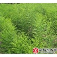 供應，皂角苗，欒樹苗，牡丹苗，白芍苗，木瓜苗，連翹苗，榆樹苗