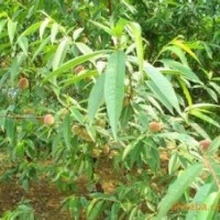 3-8公分 櫻桃樹、核桃樹、 蘋果樹、桃樹