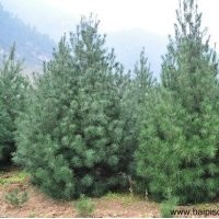 白皮松的種植和日常養(yǎng)護