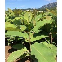 純正宗日本厚樸和喬木紫杉樹苗批發(fā)零售