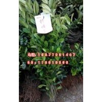 大檸檬樹苗 高產(chǎn)檸檬苗 臺灣檸檬樹苗 檸檬小苗 實生苗 牙苗