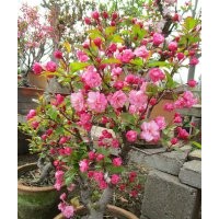 冬紅果海棠好吃嗎？當(dāng)然了