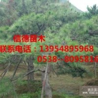 供應(yīng)優(yōu)質(zhì)泰山松苗