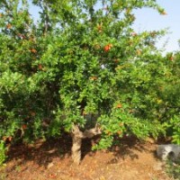 出售石榴樹