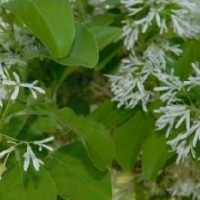 買流蘇苗，那里有2-8公分流蘇苗-世源苗木