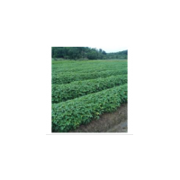 批發(fā)重陽木小苗、重陽木小苗價(jià)格、重陽木價(jià)格