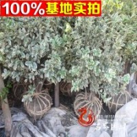 基地常年供應(yīng) 金邊冬青球 數(shù)量大 價(jià)格低