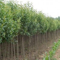 供應(yīng)大葉女貞