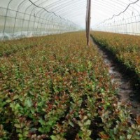 供應(yīng)美國(guó)三紅紫薇