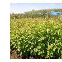 白樺苗 白樺樹苗 白樺小苗 遼寧白樺苗 東北白樺苗價格