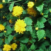 青州供應(yīng)：月季、連翹、棣棠、迎春、紅瑞木、繡線菊