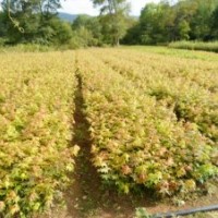 九角楓苗、假色槭、九角楓、紫花槭苗