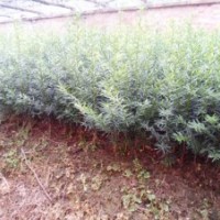 紅豆杉苗、紫杉苗、東北紅豆杉