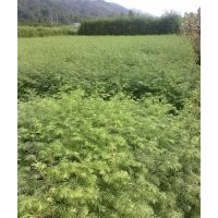 水杉價(jià)格|水杉原產(chǎn)地|湖北水杉