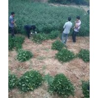 花椒苗 杜梨苗 梨樹苗 杏樹苗 桃樹苗 側柏苗