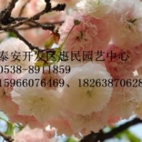 山東泰安櫻花苗批發(fā)價格