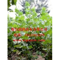 大量供應(yīng)法桐 8公分