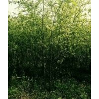 供應(yīng)竹柳