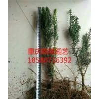 重慶/湖北/湖南/貴州/四川櫻花價格