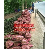 重慶/湖北/湖南/貴州/四川香樟價格