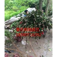 重慶/湖北/湖南/貴州/四川藍(lán)花楹價格