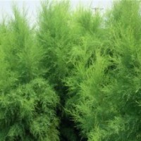 鹽松及鹽松小苗的綠化應(yīng)用優(yōu)勢(shì)