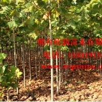 河北邢臺欣潤苗木大量供應法桐 10公分