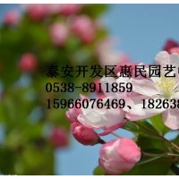 山東泰安西府海棠批發(fā)價格