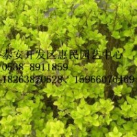 山東泰安金葉女貞批發(fā)價(jià)格