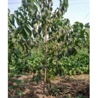 自家苗圃長(zhǎng)期供應(yīng)杜仲樹(shù)