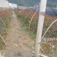 供應(yīng)松樹苗、桉樹苗等造林苗