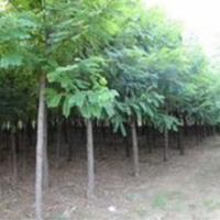 河北保定騰飛苗圃