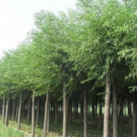 河北保定騰飛苗圃