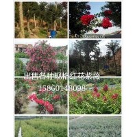 首景紫薇園，供應(yīng)以下苗木